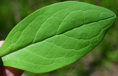 Mertensia_virginica_leaf1.jpg