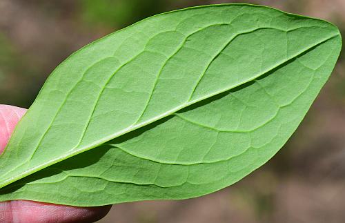 Mertensia_virginica_leaf2.jpg