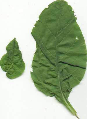 Mertensia_virginica_leaves.jpg