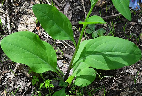 Mertensia_virginica_leaves1.jpg