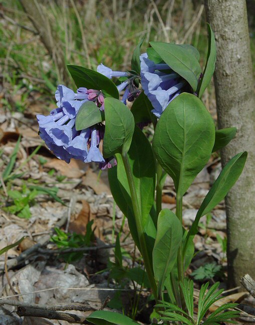 Mertensia_virginica_plant.jpg