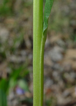 Mertensia_virginica_stem.jpg