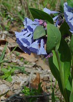 Mertensia virginica thumbnail