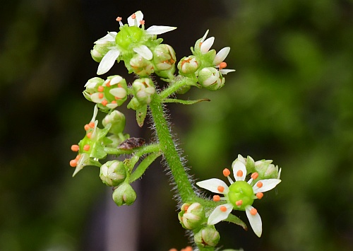Micranthes_pensylvanica_flower1.jpg