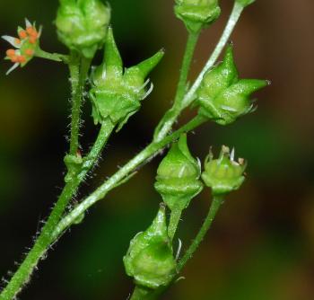 Micranthes_pensylvanica_fruits.jpg