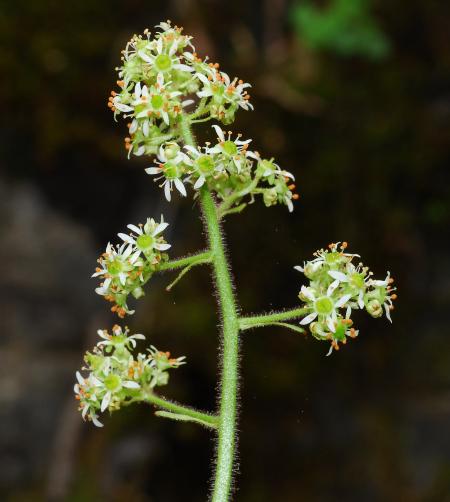 Micranthes_pensylvanica_inflorescence.jpg