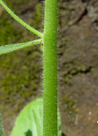 Micranthes_pensylvanica_stem.jpg