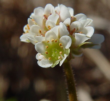 Micranthes_texana_flower.jpg