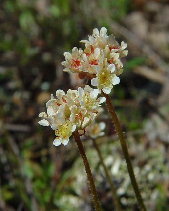 Micranthes_texana_inflorescence.jpg