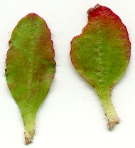 Micranthes_texana_leaves.jpg