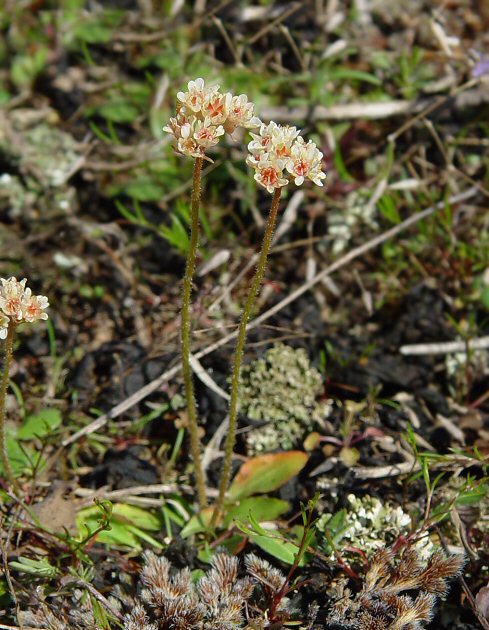 Micranthes_texana_plant.jpg