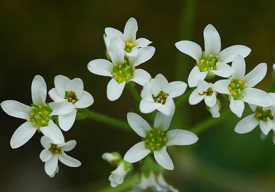 Micranthes_virginiensis_flowers.jpg