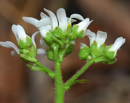 Micranthes_virginiensis_inflorescence.jpg