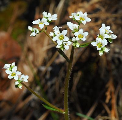 Micranthes_virginiensis_inflorescence2.jpg