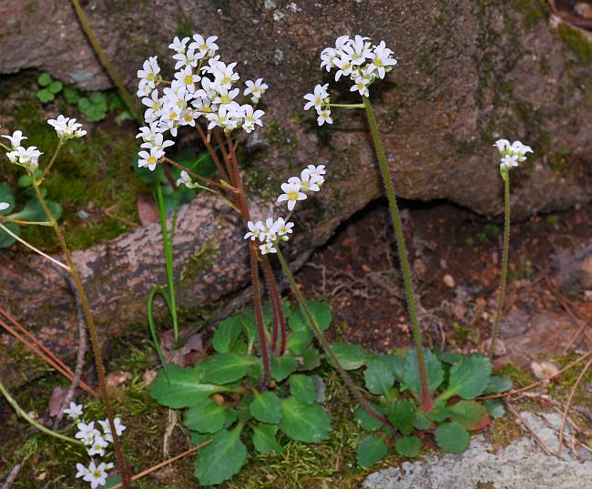 Micranthes_virginiensis_plant.jpg