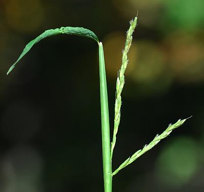 Microstegium_vimineum_inflorescence.jpg