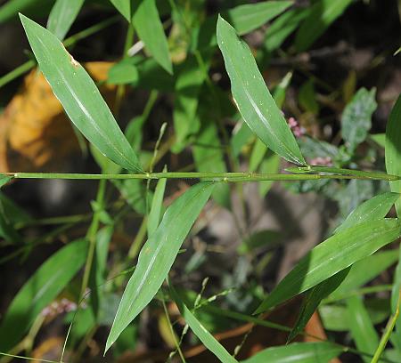 Microstegium_vimineum_leaves.jpg