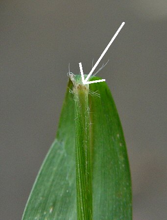 Microstegium_vimineum_ligule.jpg