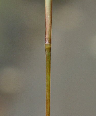 Microstegium_vimineum_node.jpg