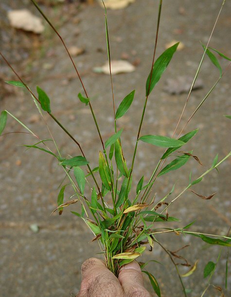 Microstegium_vimineum_plant.jpg