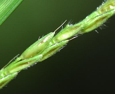 Microstegium_vimineum_spikelets.jpg