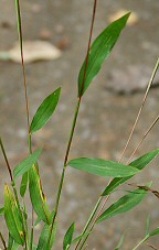 Microstegium vimineum thumbnail