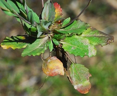 Microthlaspi_perfoliatum_basals.jpg