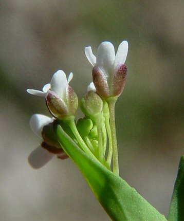 Microthlaspi_perfoliatum_calyx.jpg