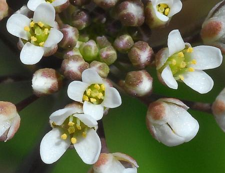 Microthlaspi_perfoliatum_flowers.jpg