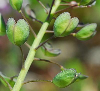 Microthlaspi_perfoliatum_fruits.jpg