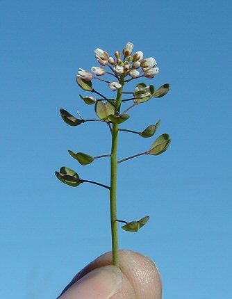 Microthlaspi_perfoliatum_inflorescence.jpg