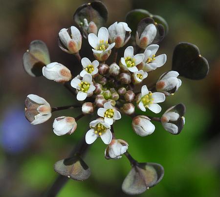 Microthlaspi_perfoliatum_inflorescence2.jpg