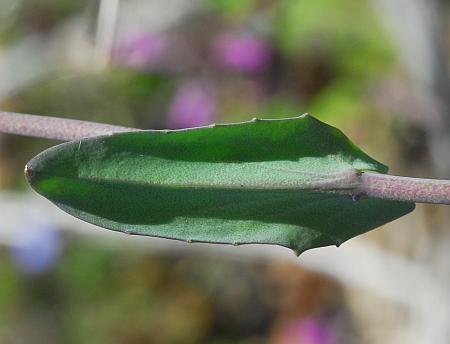 Microthlaspi_perfoliatum_leaf2.jpg