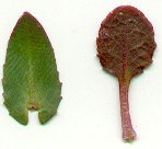 Microthlaspi_perfoliatum_leaves.jpg
