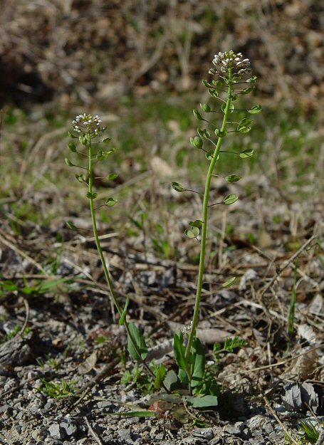 Microthlaspi_perfoliatum_plant.jpg