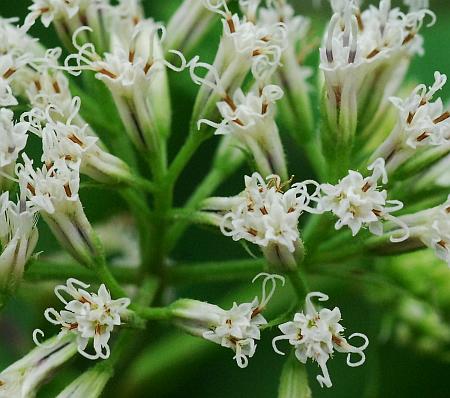 Mikania_scandens_heads.jpg