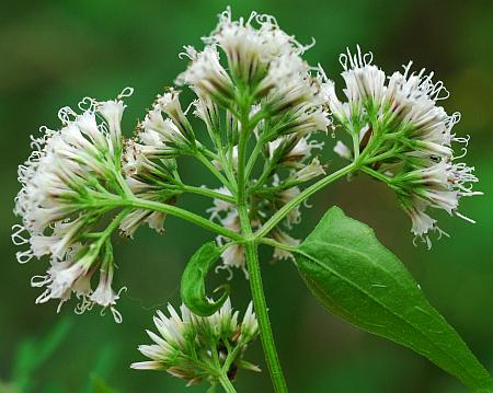 Mikania_scandens_inflorescence.jpg