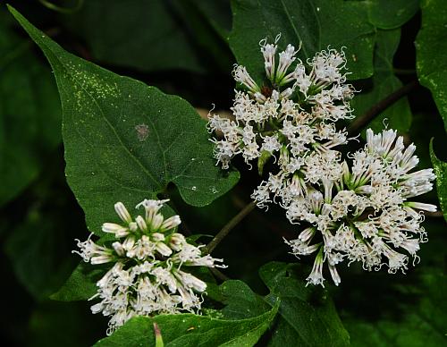 Mikania_scandens_inflorescence2.jpg