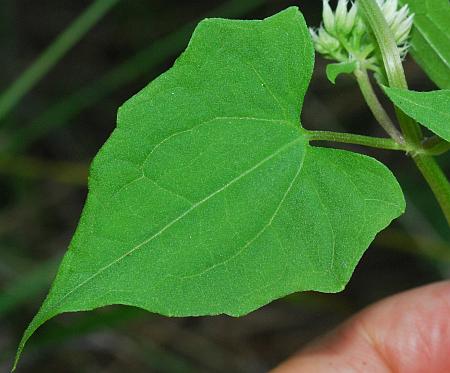 Mikania_scandens_leaf1.jpg