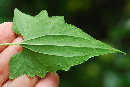 Mikania_scandens_leaf2.jpg