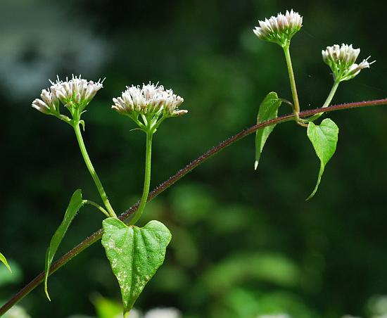 Mikania_scandens_stem.jpg