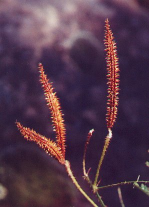 Mimosa_quadrivalvis_fruit.jpg