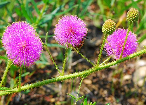 Mimosa_quadrivalvis_inflorescence.jpg