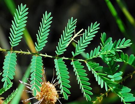 Mimosa_quadrivalvis_leaf1.jpg