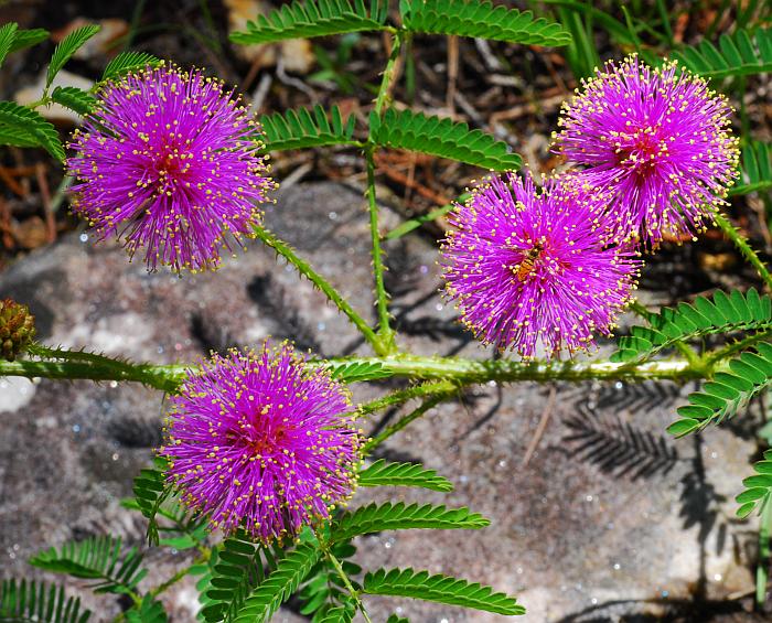 Mimosa_quadrivalvis_plant.jpg