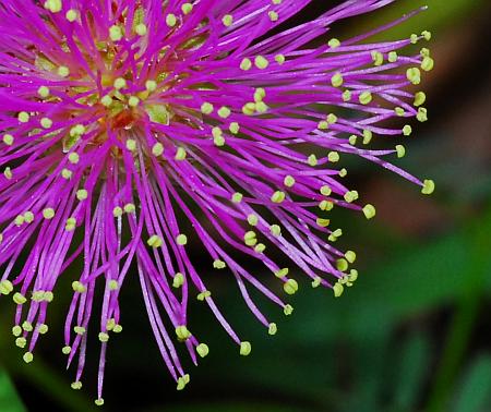 Mimosa_quadrivalvis_stamens.jpg