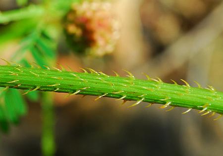 Mimosa_quadrivalvis_stem.jpg