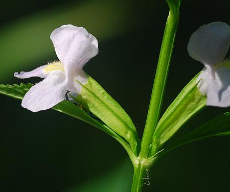 Mimulus_alatus_calyx.jpg