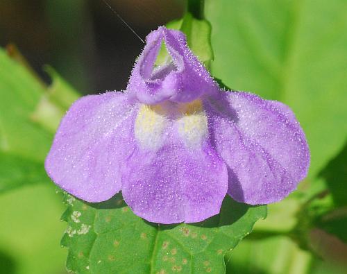 Mimulus_alatus_corolla.jpg