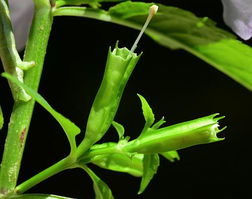 Mimulus_alatus_fruits.jpg